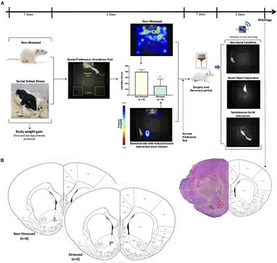 Impact of Stress on Gamma Oscillations in the Rat Nucleus Accumbens During Spontaneous Social Interaction